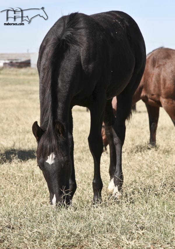 Azuls Bonita Amiga's 2022 black colt